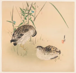 2ウズラ、c.1890-1910（木版カラープリント）